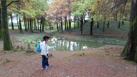 羅東．羅東運動公園落羽松