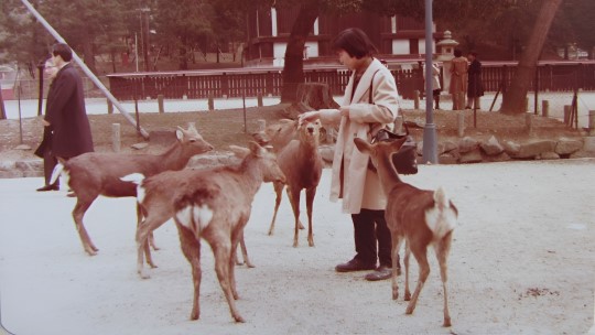 奈良公園