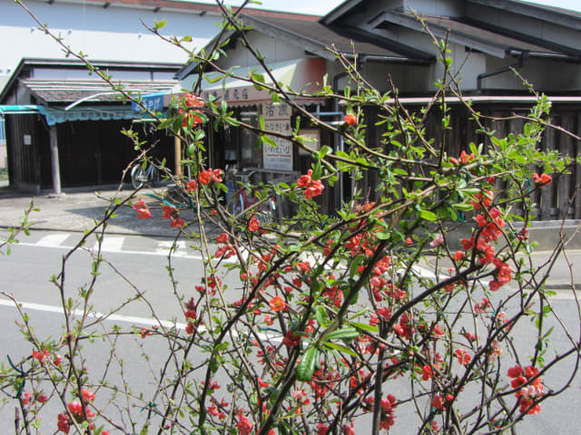 能古島 活魚料理 餐館