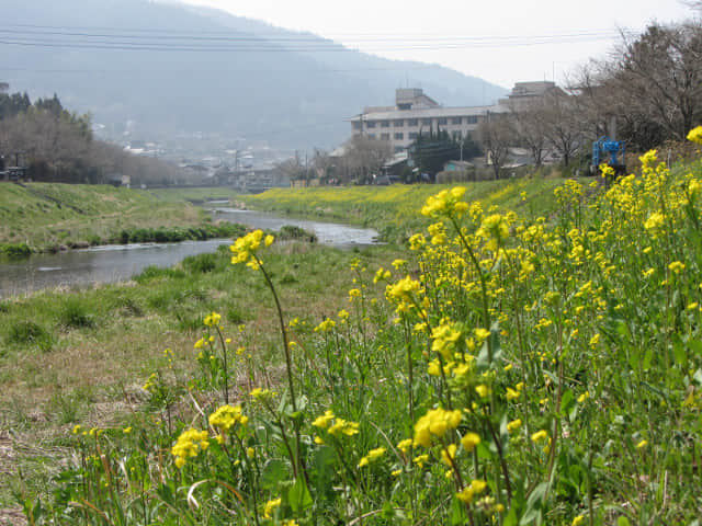 由布院 大分川．菜の花堤