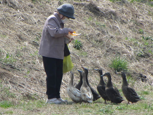 由布院 大分川畔