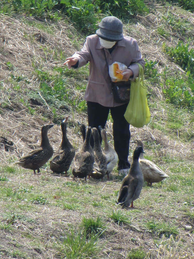 由布院 大分川畔