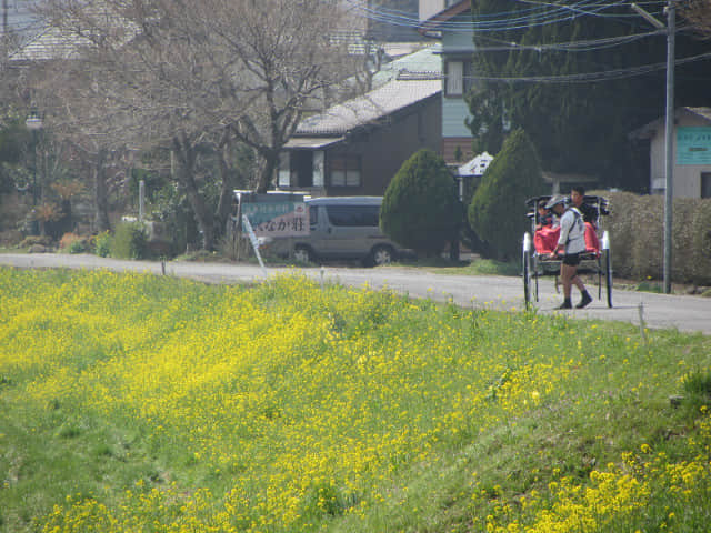 由布院 大分川．菜の花堤