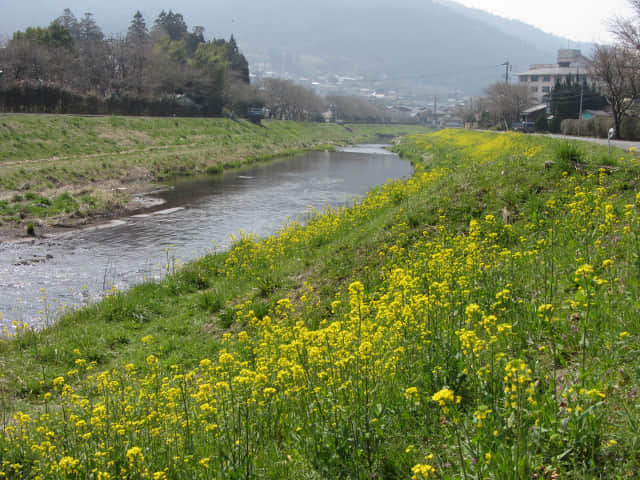 由布院 大分川畔油菜花堤 (菜の花堤)