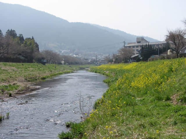 由布院 大分川畔油菜花堤 (菜の花堤)