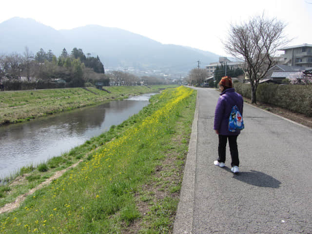 由布院 大分川畔油菜花堤 (菜の花堤)