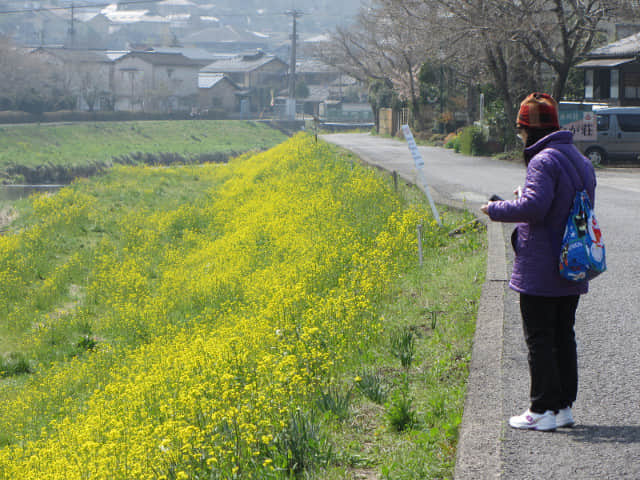 由布院 大分川畔油菜花堤 (菜の花堤)
