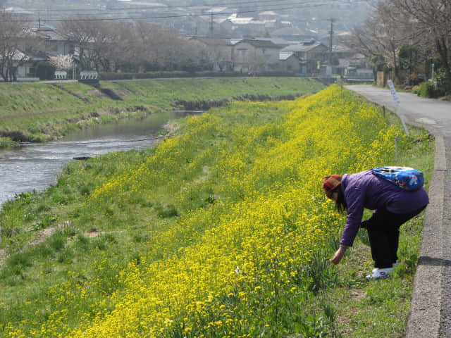 由布院 大分川畔油菜花堤 (菜の花堤)