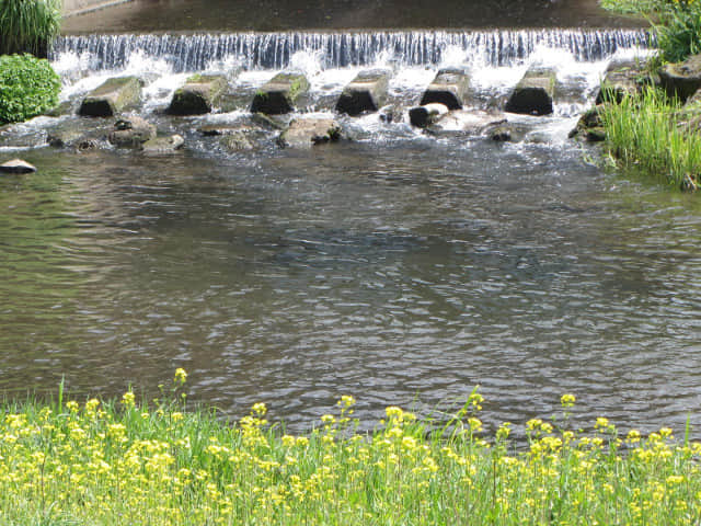由布院 大分川畔油菜花堤 (菜の花堤)