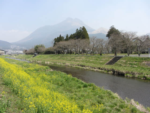 由布院 大分川畔油菜花堤 (菜の花堤)、由布岳