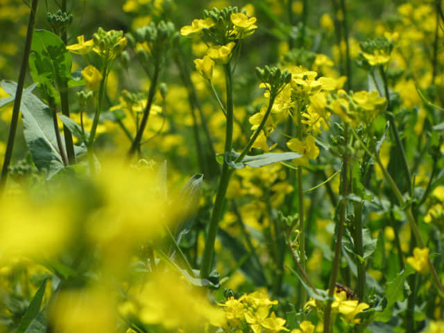 由布院 大分川畔油菜花堤 (菜の花堤)