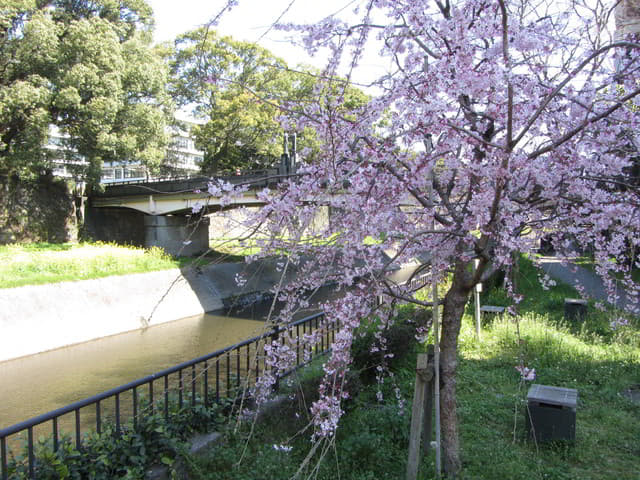 熊本市坪井川．坪井川遊步道 櫻花