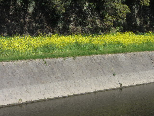 熊本市坪井川．坪井川遊步道 油菜花