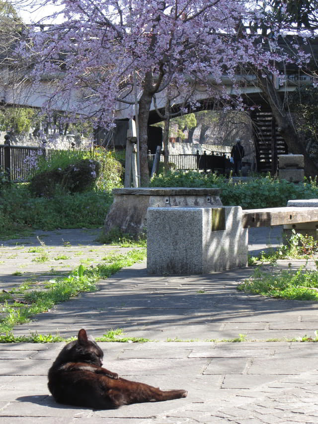 熊本市坪井川．坪井川遊步道 櫻花