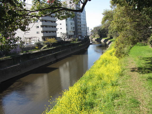 熊本市坪井川．坪井川遊步道