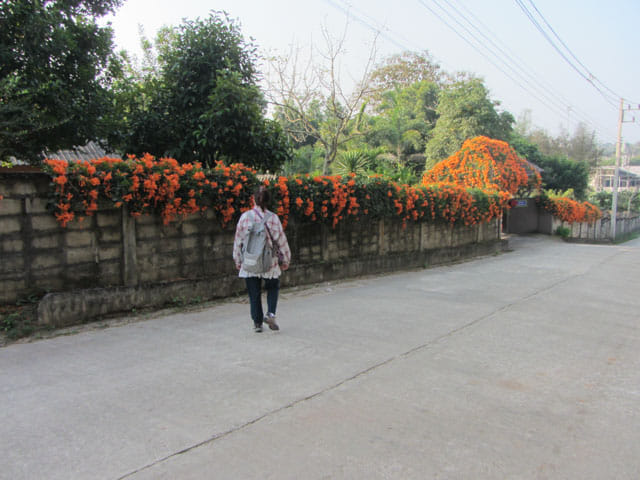 清萊 黑廟 步行往 Somdet Phra Park 及 Nong Bua 湖