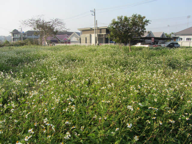 清萊 黑廟 步行往 Somdet Phra Park 及 Nong Bua 湖