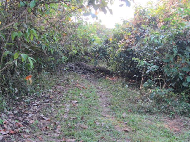 清萊 黑廟 步行往 Somdet Phra Park 及 Nong Bua 湖