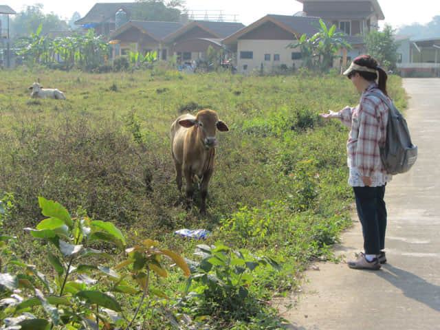 清萊黑廟步行到 Somdet Phra Park、Nong Bua 湖