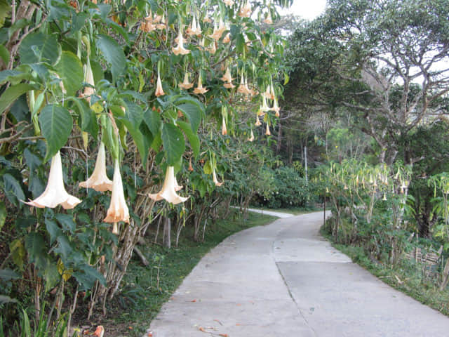 清萊美斯樂 段希文將軍陵園 登山步道