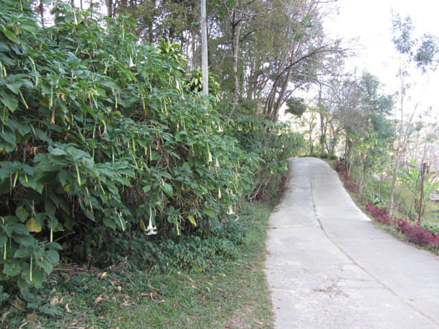清萊美斯樂 段希文將軍陵園 登山步道