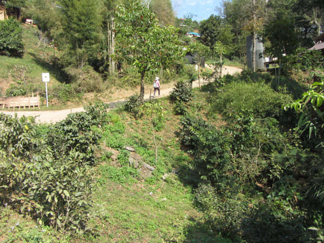 清萊 美斯樂深山 遠足