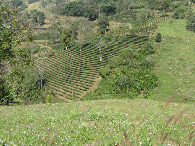 清萊 美斯樂深山 遠足 茶園