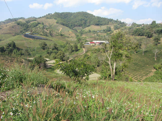 清萊 美斯樂深山 遠足 山谷