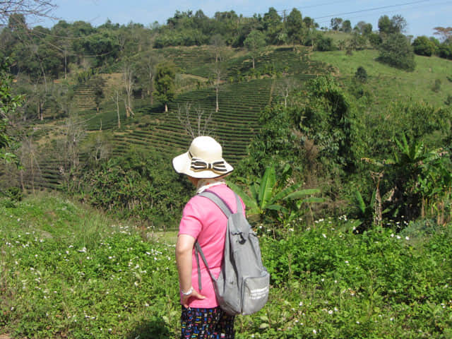 清萊 美斯樂深山 遠足 茶園