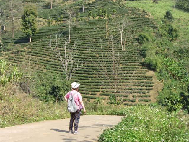 清萊 美斯樂深山 遠足 茶園