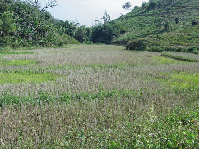 清萊 美斯樂深山 遠足 山谷