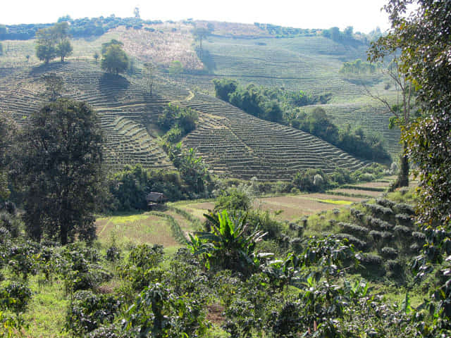 清萊 美斯樂深山 遠足 茶園