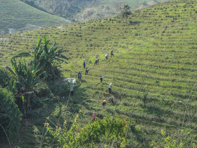 清萊 美斯樂深山 遠足 登山 茶園