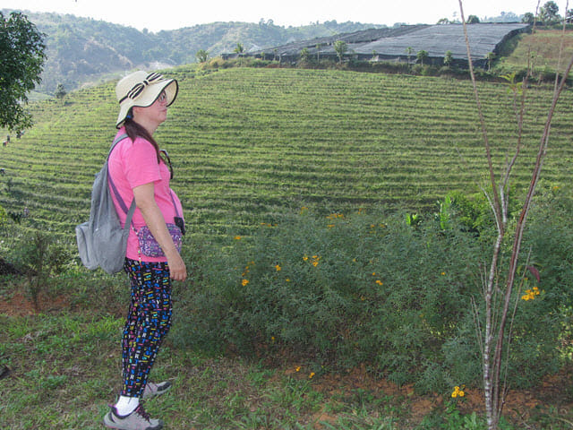 清萊 美斯樂深山 遠足 登山 茶園