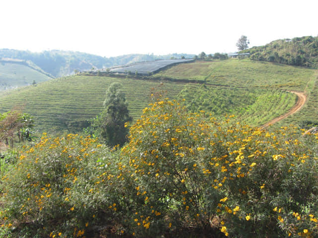 清萊 美斯樂深山 遠足 登山 茶園
