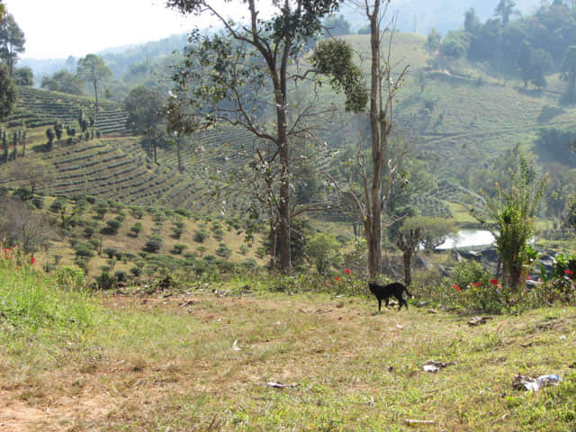 清萊 美斯樂深山 遠足 登山 茶園