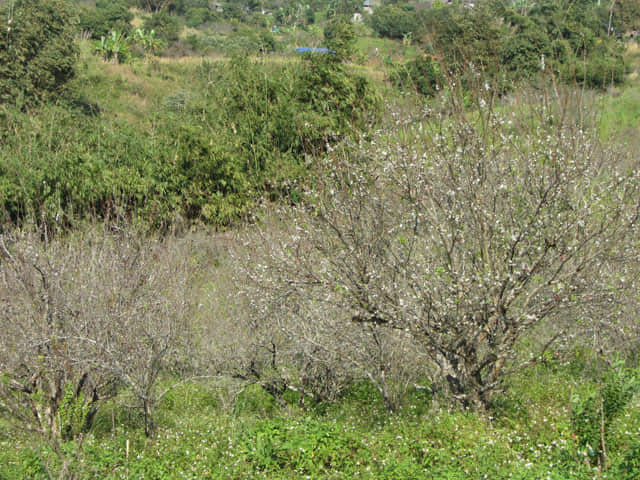 清萊 美斯樂深山 遠足 登山 梅園