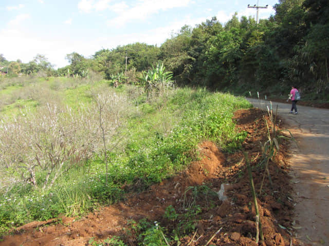 清萊 美斯樂深山 遠足 登山 梅園
