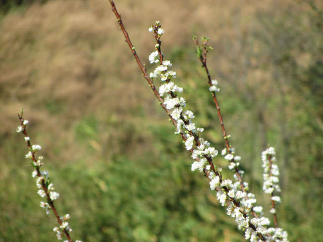 清萊 美斯樂深山 遠足 登山 梅園