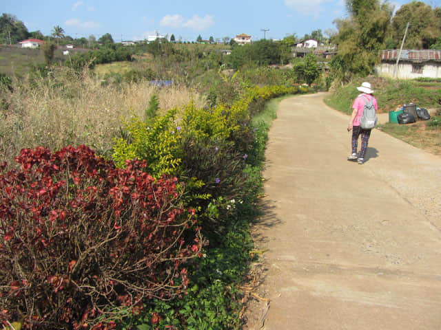 清萊 美斯樂深山 遠足 登山 梅園