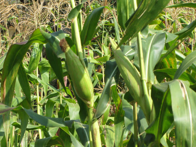 清萊 美斯樂深山 遠足 登山 玉米田