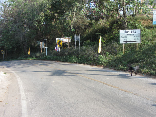 步行往美斯樂 101 茶園