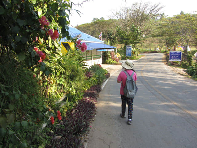 步行往美斯樂 101 茶園