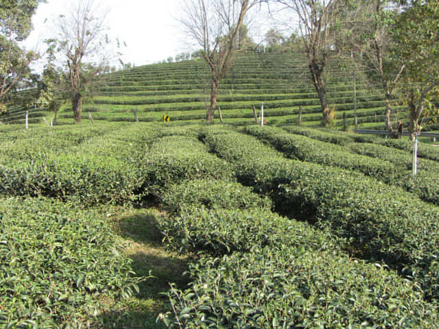 美斯樂 101 茶園