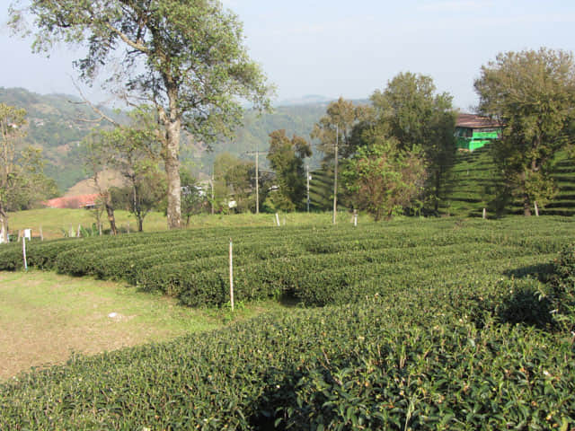 美斯樂 101 茶園