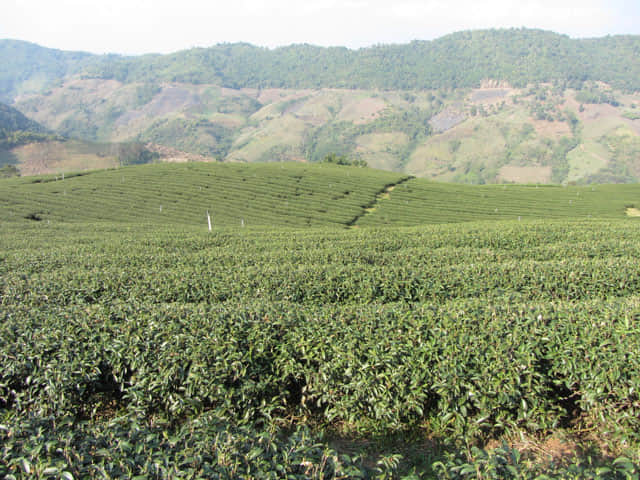 美斯樂 101 茶園
