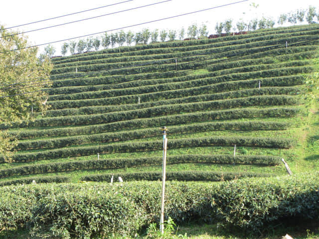 美斯樂 101 茶園