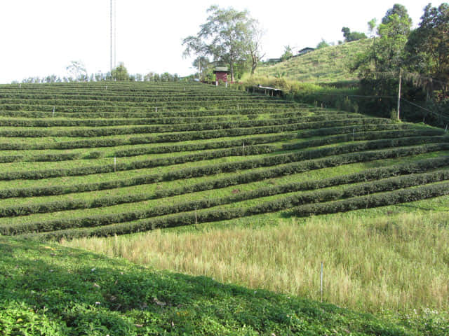 美斯樂 101 茶園
