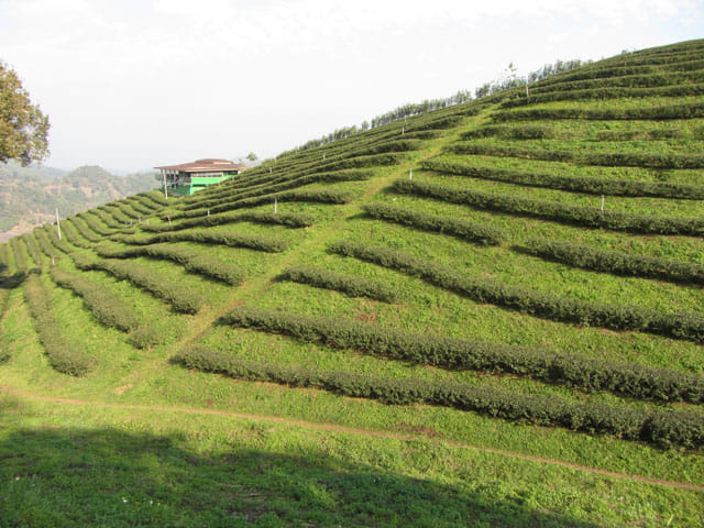 美斯樂 101 茶園