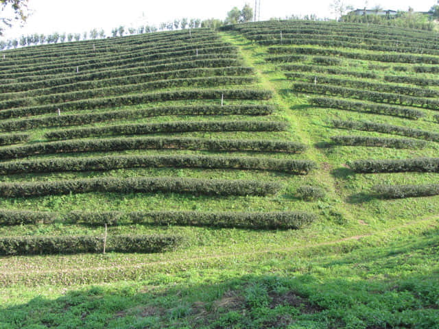 美斯樂 101 茶園